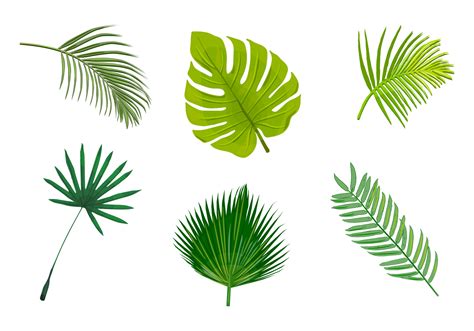 palm leaf isolated vectors   vector art stock graphics