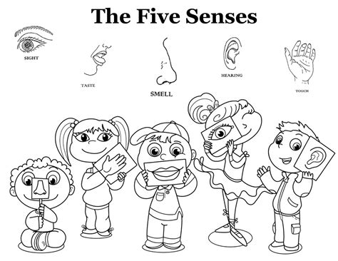 senses senses preschool  senses worksheet