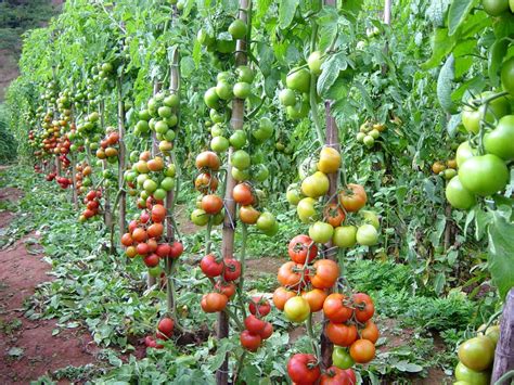 zona dedicada al cultivo del tomate officialannakendrickcom