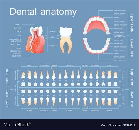 human dental anatomy tooth anatomy numbering vector image