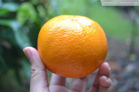 seribu manfaat buah jeruk  kesehatan tubuh  kecantikan wajah  taste millions story