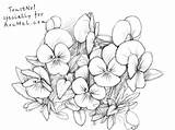 Pansy Pansies Flower Coloring Drawing Draw Drawings Step Line Pages рисунки Flowers Sketch Getcolorings цветы Sketches Pencil Printable Paintingvalley Color sketch template