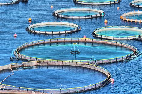 aquaculture pisciculture   future  farmed fish