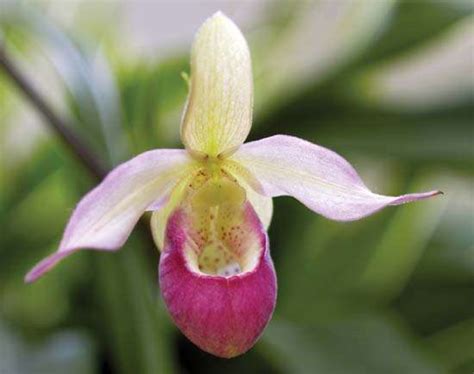 Lady’s Slipper Orchid Flower Facts Endangered Species