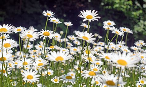 selecting   daisies   flower garden