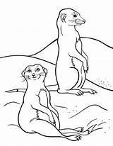 Coloring Meerkat Pages Kids Printable Pdf Colouring Print Sheets Coloringcafe Animal Drawing Sheet African Printables sketch template