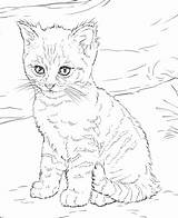 Gatos sketch template