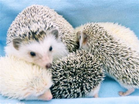 what is a group of hedgehogs called lucky mature pussy