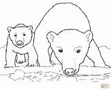 Polar Bear Coloring Pages Cub Baby Bears Drawing Mother Printable Animals Arctic Express Cola Mom Coca Cute Curious Color Animal sketch template