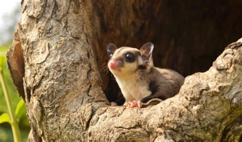 sugar glider  species discovered   conservation implications