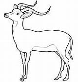 Impala Gazelle Coloring Pages Printable Realistic Antelope Color Supercoloring Categories Results Template sketch template