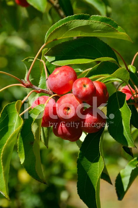 chinese cherry apple stock photo royalty  freeimages