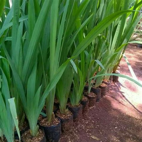 jual tanaman hias airis bunga airis pohon airis kab bogor