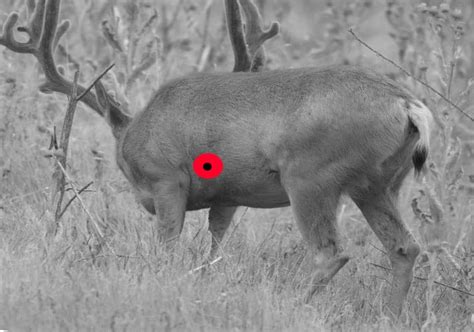 White Tail Deer Bow Hunting Shot Placement Rangetoreel