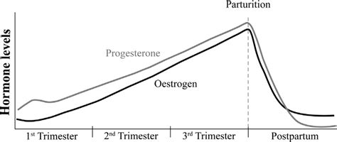 estrogen and progesterone levels during pregnancy and after parturition download scientific