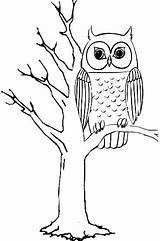Tawny Pages Frogmouth Coloring Owl Template sketch template