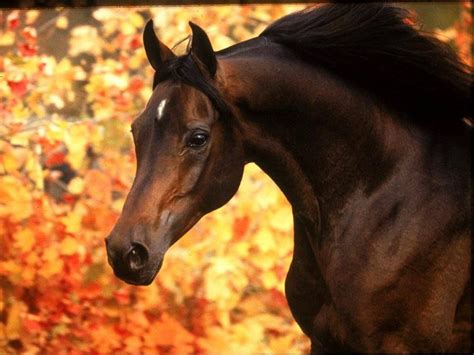 beautiful arabian horses  beautiful horses majestic horse