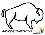 Buffalo Coloring Pages Clipart Easy Outline Printable Bison Kids Template Drawing American Print Color Indian Colouring Line Popular Coloringhome Sketch sketch template