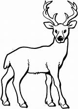 Deer Coloring Kids Pages Animal Animalcorner Outline sketch template