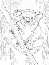 Koala Realistic sketch template
