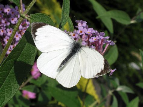 beginners guide  white butterflies natural history society