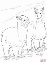 Alpaca Alpacas Alpakas Ausmalbild Supercoloring Alpaka Zwei Vollem Fell Ausmalen sketch template