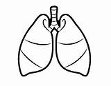 Pulmones Lungs Polmoni Colorear Disegno Umano Pulmons Humano Anatomia Cuerpo Acolore Dibuix Dibuixos Utente Registered Registrato Non Stampare Acessar sketch template
