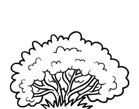 easy bushes pages coloring pages
