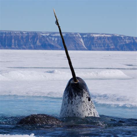 narwhal facts