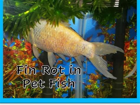 fin rot  pet fish fish vet