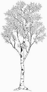 Tree Aspen Birch Drawing Trees Drawings Silhouette Tattoo Tattoos Choose Board sketch template