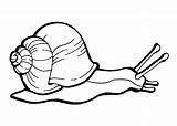 Snail Snails Következre Képtalálat Creeping sketch template