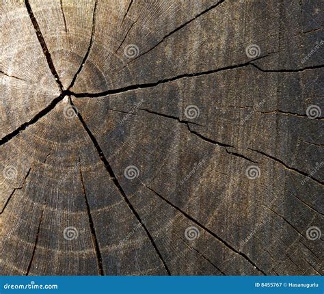 cross section stock image image  concentric natural
