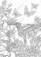 Hummingbird Butterflies sketch template
