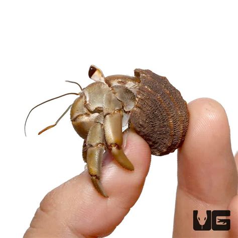 hermit crab paguroidea  sale underground reptiles