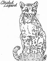 Leopard Coloring Pages Amur Getcolorings Excellent Baby Snow sketch template