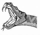 Cobra Anaconda Anacondas Schlange Getdrawings Coloringhome Lenda Zeichnungen Cobras Schlangen Bunte Skizzen Einfache Printmania Rattlesnake sketch template
