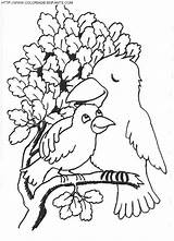 Pajaros Oiseau Ninos Coloriage Pajaro Uccelli Paginas Maman Disegno Pintar sketch template