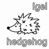 Englisch Igel Ausmalen Hedgehog Ausmalbild Pinnwand sketch template