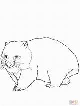 Coloring Wombat Pages Printable Colour Worksheets Popular Coloringhome sketch template