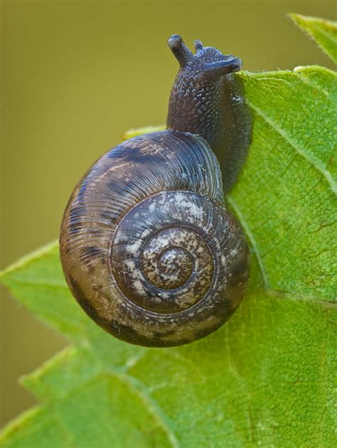 Land Snail Flickr Photo Sharing