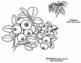 Coloring Blueberry Pages Maine Bee Blueberries Kids Pdf Book Popular Choose Board Symbols sketch template