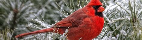 red cardinal male images wallpaperfusion  binary fortress software