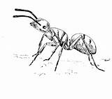 Ant Coloring Animals Printable Pages Kb sketch template