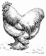 Chickens Farm sketch template