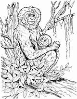 Coloring Chimpanzee Pages Baby Coloringbay sketch template