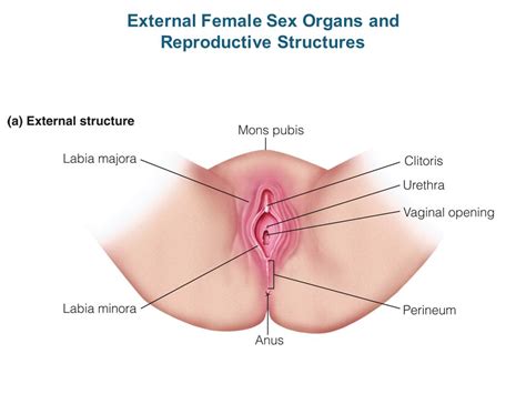 girls sex organ pictures
