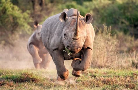 fun facts   kruger national park  south africa safaris