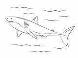 Squalo Haai Malvorlage Kleurplaten Haifisch Haie Ausdrucken Weißer Supercoloring Stampare Printen Sharks Malvorlagen sketch template