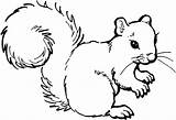 Squirrel Coloring Pages Animals Printable Colouring Drawing Outline Line Animal Clip Print Squirrels Face Forest Baby Grey Drawings Squirl Woodland sketch template